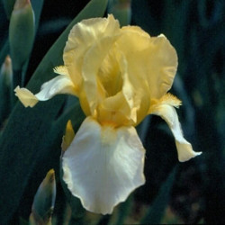 Iris 'Blessed Again' Iris 'Blessed Again'