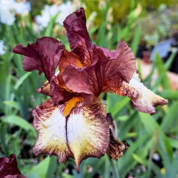 Iris 'Burgundy Brown'