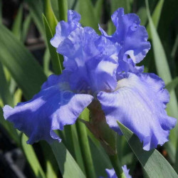 Iris 'Caribbean Dream' Iris 'Caribbean Dream'