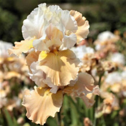 Iris 'Champagne Elegance' Iris 'Champagne Elegance'