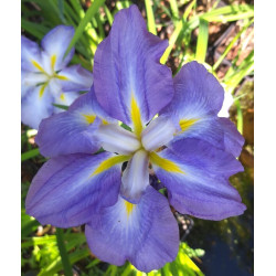 Iris ensata 'Dinner Plate Mix' Iris ensata 'Dinner Plate Mix'
