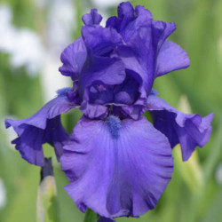Iris 'Dusky Challenger' Iris 'Dusky Challenger'