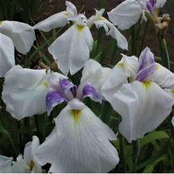 Iris ensata 'Emotion' Iris ensata 'Emotion'