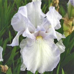 Iris 'English Cottage' Iris 'English Cottage'