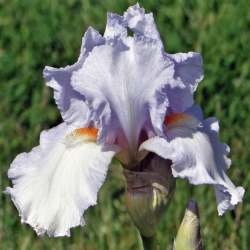 Iris 'Eternal Bliss' Iris 'Eternal Bliss'