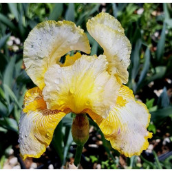 Iris 'Fringe of Gold'