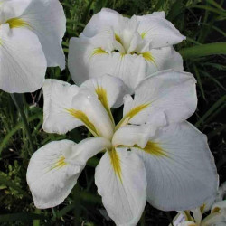 Iris ensata 'Fuji Yama' Iris ensata 'Fuji Yama'