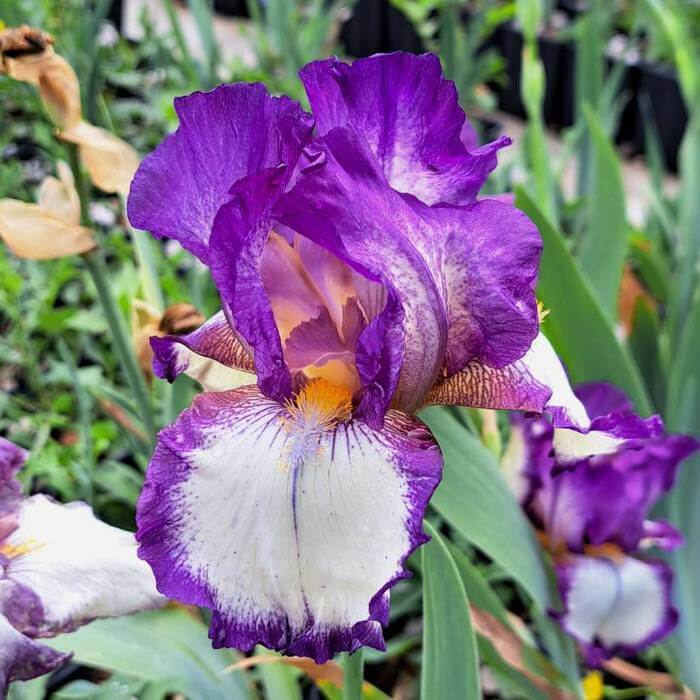 Iris 'Garibaldi'
