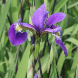Iris x robusta 'Gerald Darby' Iris x robusta 'Gerald Darby'