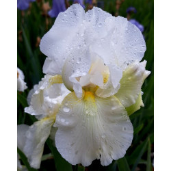 Iris 'Glowing Seraphin'
