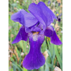 Iris 'Joanna'