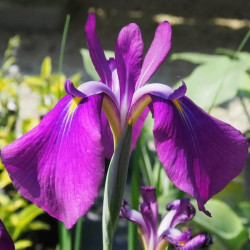 Iris ensata 'Laughing Lion' Iris ensata 'Laughing Lion'