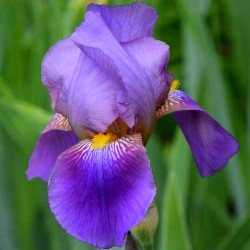 Iris 'Lent A. Williamson'