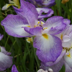 Iris ensata 'Loyalty' Iris ensata 'Loyalty'
