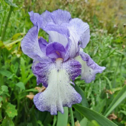 Iris 'Mary's Delight'
