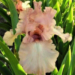 Iris 'Mallow Dramatic'