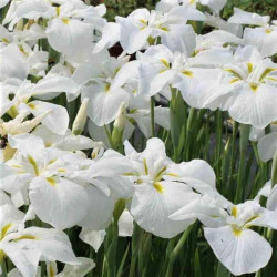 Iris ensata 'Moonlight Waves' Iris ensata 'Moonlight Waves'