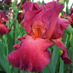 Iris 'Morning Show'