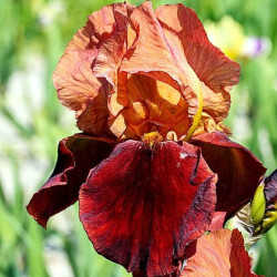 Iris 'Natchez Trace'