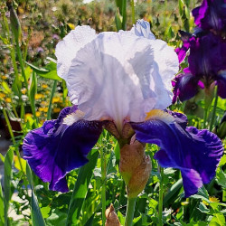 Iris 'Night Edition'