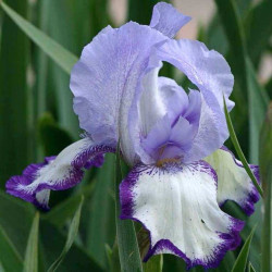 Iris 'On Edge'
