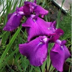 Iris ensata 'Port Arthur' Iris ensata 'Port Arthur'