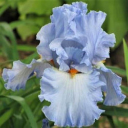 Iris 'Princess Caroline De Monaco'