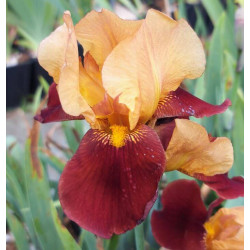 Iris 'Red Wine' Iris 'Red Wine'
