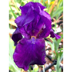 Iris 'Sign of Leo' Iris 'Sign of Leo'