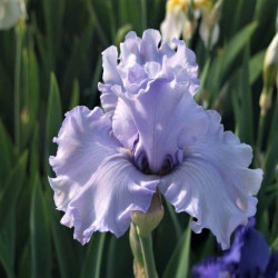 Iris 'Silverado' Iris 'Silverado'