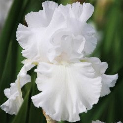 Iris 'Skating Party' Iris 'Skating Party'