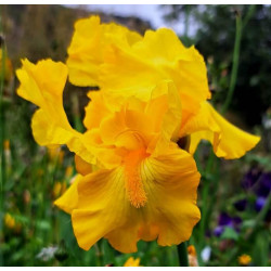 Iris 'St. Crispin' Iris 'St. Crispin'