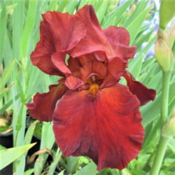 Iris 'Sultan's Palace' Iris 'Sultan's Palace'