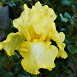 Iris 'Summer Olympics' Iris 'Summer Olympics'