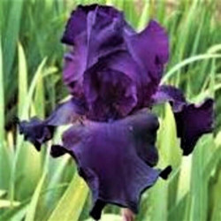 Iris 'Superstition' Iris 'Superstition'