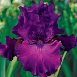 Iris 'Swingtown' Iris 'Swingtown'