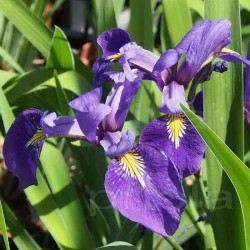 Iris x versilaev 'Princess' Iris x versilaev 'Princess'