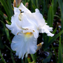 Iris 'Zurich' Iris 'Zurich'