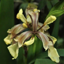 Iris foetidissima 'Citrina' Iris foetidissima 'Citrina'