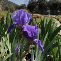 Iris germanica Iris germanica