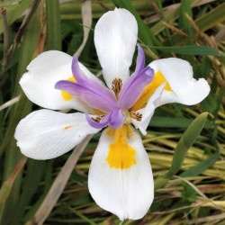 Iris japonica Iris japonica