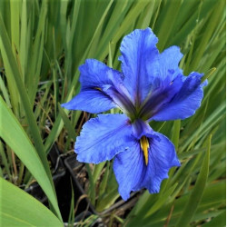 Iris louisiana 'Blue' Iris louisiana 'Blue'
