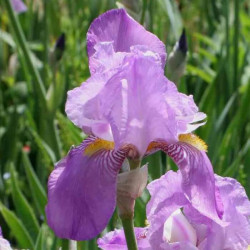 Iris pallida Iris pallida