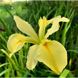 Iris pseudacorus 'Bastardii' Iris pseudacorus 'Bastardii'