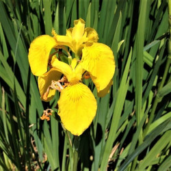 Iris pseudacorus Iris pseudacorus