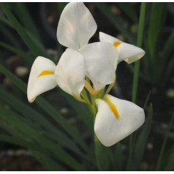 Iris unguicularis 'Alba' Iris unguicularis 'Alba'