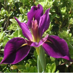 Iris x fulvala Iris x fulvala