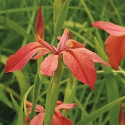 Iris fulva Iris fulva