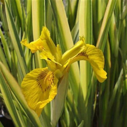 Iris pseudacorus 'Variegata' Iris pseudacorus 'Variegata'