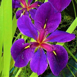 Iris louisiana 'Black gamecock' Iris louisiana 'Black gamecock'